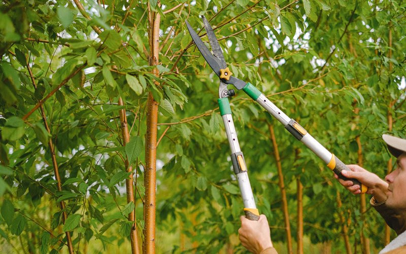 Tree trimming in Richlands, NC
