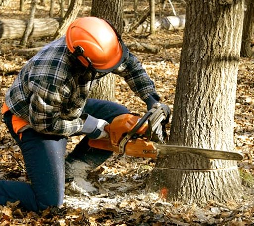 Tree Removal in Richlands, NC